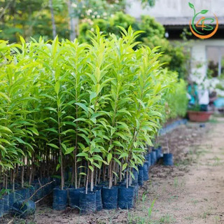 Cây gốn vối nếp lá hoa pha nước uống thanh nhiệt