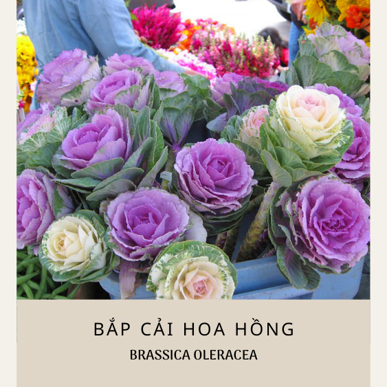 Hạt giống bắp cải hoa hồng nhập khẩu nguyên gói 20-30 hạt