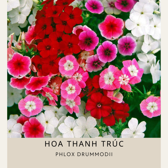 Hạt giống hoa thanh trúc nhập khẩu nguyên gói Phlox Rummodii