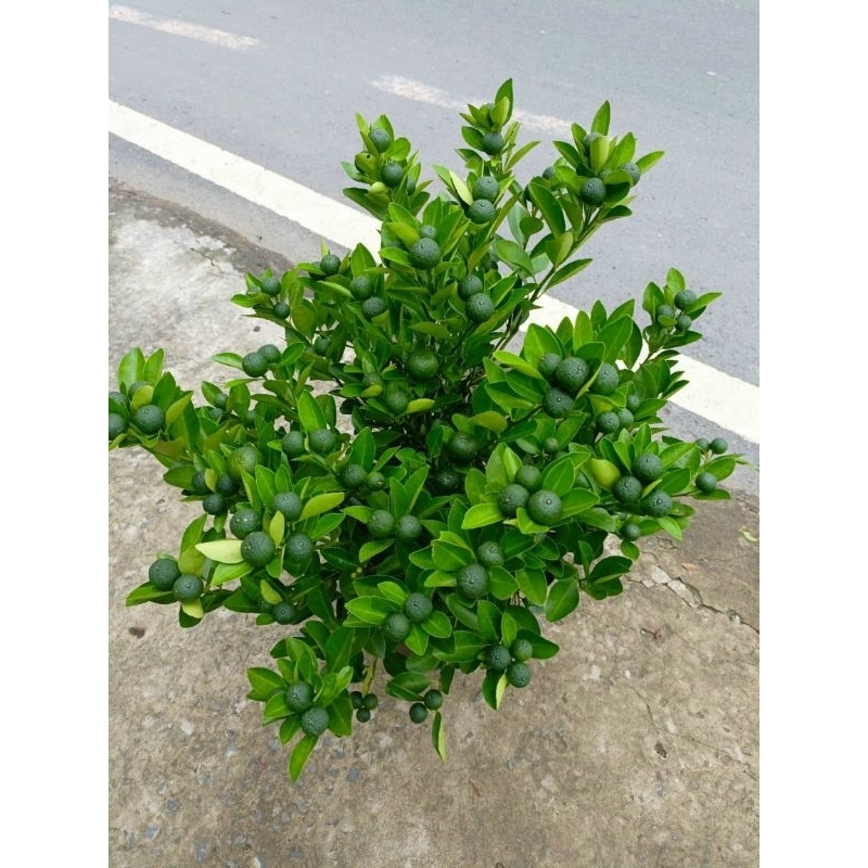 Cây 🌲 Tắc Chua đang trái nhiều