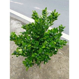 Tắc Chua đang trái nhiều