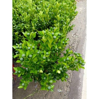 Cây 🌲 Tắc Chua đang trái nhiều