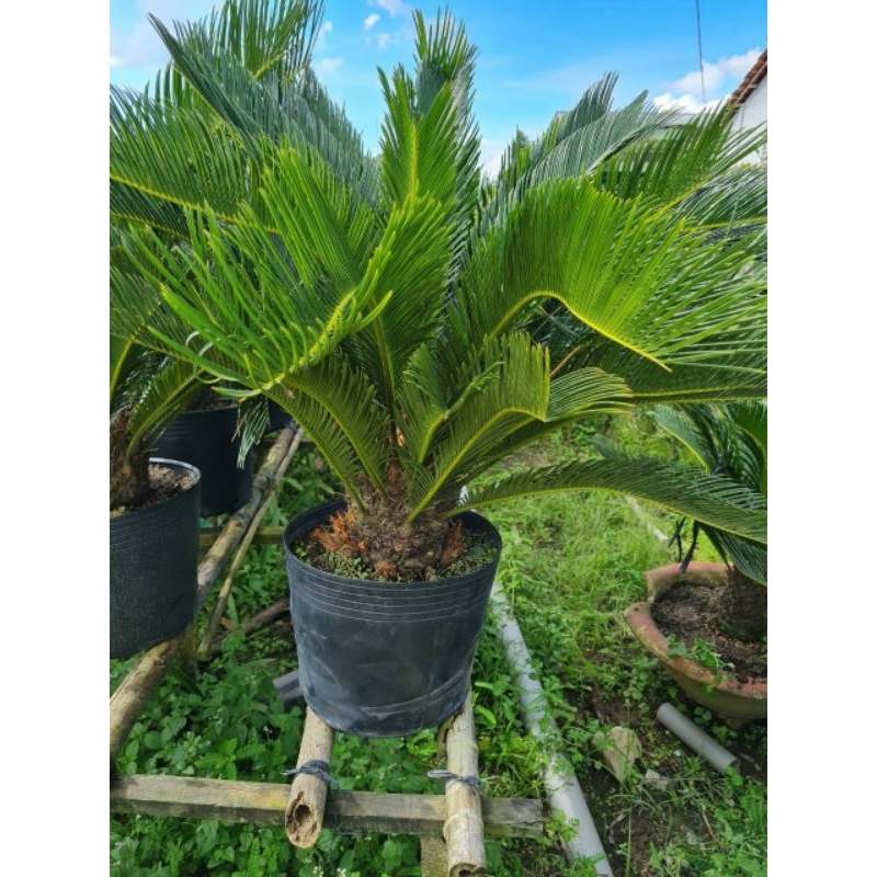 Cây 🌲 Vạn Thiên Tuế