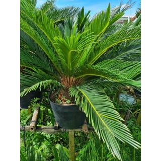 Cây 🌲 Vạn Thiên Tuế