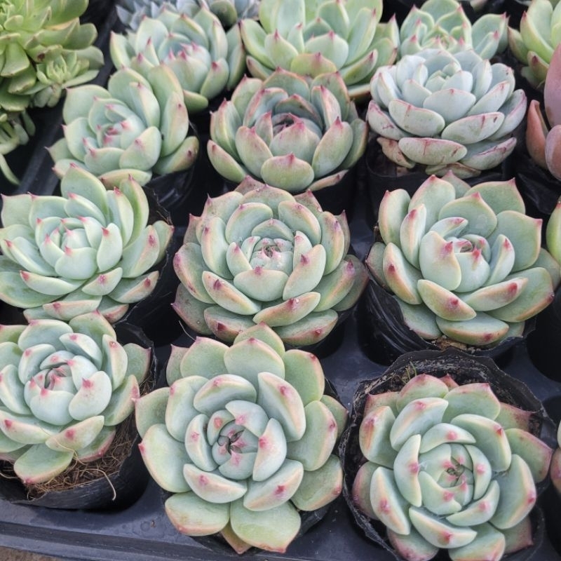 Sen đá bánh bao lửa vườn sen Đăk Lăk. Cây cảnh trang trí nhà cửa