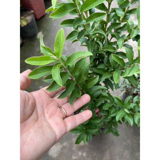 Chậu Ổi sẻ Nhật - Ổi lá kim