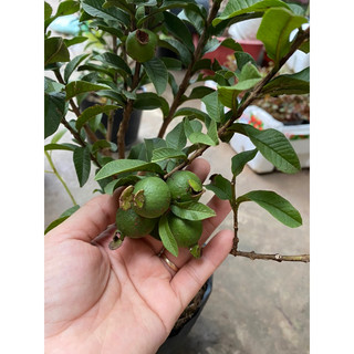 Chậu Ổi sẻ Nhật - Ổi lá kim