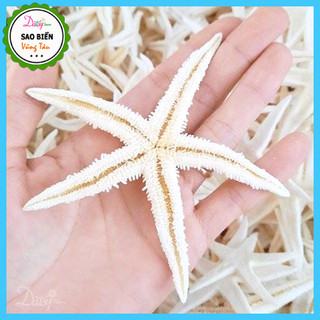 Sao biển khô trắng đẹp tự nhiên - sao biển trang trí
