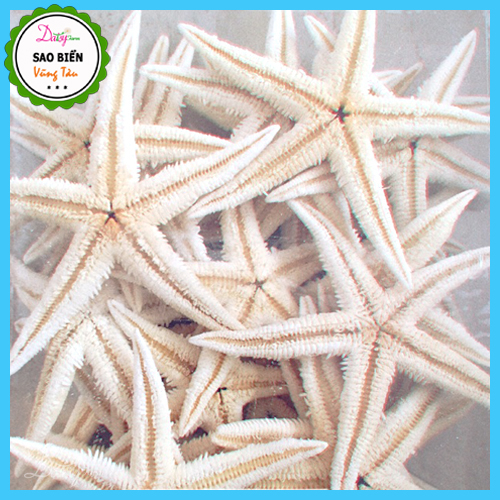 Sao Biển Khô Trắng Đẹp Tự Nhiên - Sao Biển Trang Trí