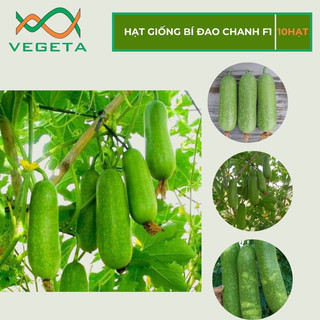 HẠT GIỐNG BÍ ĐAO CHANH F1 ( 10 HẠT )- VEGETASHOP - HẠT GIỐNG NẢY MẦM TỐT, NĂNG SUẤT CAO