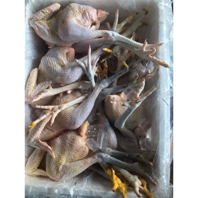 Gà lai chọi size to trên dưới 2kg