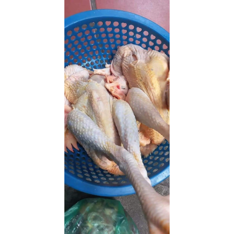 Gà lai chọi size to trên dưới 2kg