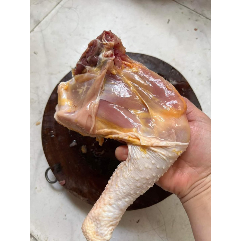 Gà lai chọi size to trên dưới 2kg