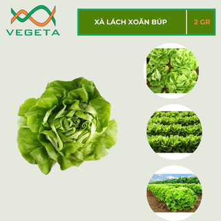 Hạt giống xà lách xoăn búp 2gr - vegetashop - hạt giống nảy mầm tốt, năng suất cao