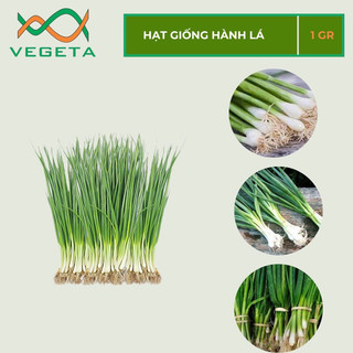 Hạt giống hành lá 1gr - vegetashop - hạt giống nảy mầm tốt, năng suất cao
