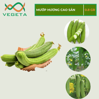 HẠT GIỐNG MƯỚP HƯƠNG CAO SẢN ( 10 hạt )- VEGETASHOP - HẠT GIỐNG NẢY MẦM TỐT, NĂNG SUẤT CAO