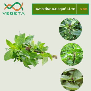 Hạt giống rau húng quế lá to 5gr - vegetashop - hạt giống nảy mầm tốt, năng suất cao