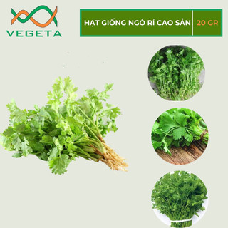 HẠT GIỐNG NGÒ RÍ 20gr - VEGETASHOP - HẠT GIỐNG NẢY MẦM TỐT, NĂNG SUẤT CAO