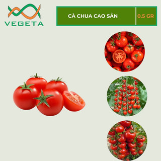 Hạt giống cà chua cao sản 0.5gr - vegetashop - hạt giống nảy mầm tốt, năng suất cao