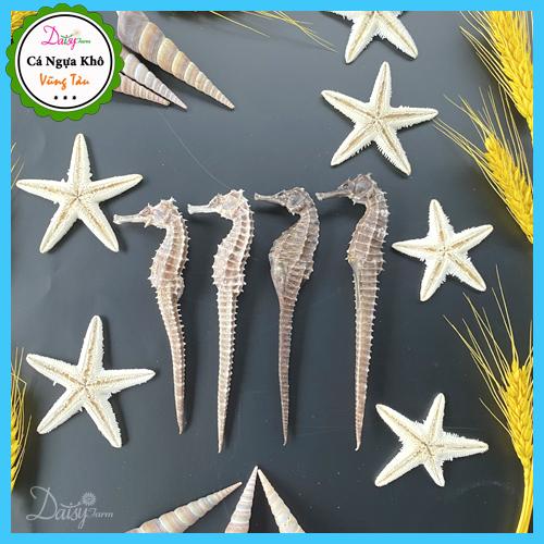 Cá Ngựa Khô Vũng Tàu Size ĐẠI 16 - 20 Cm  do Tàu Cá Nhà Mình Đánh Bắt