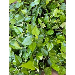 Cây giống sương sâm (sâm trơn) làm thạch sương sâm