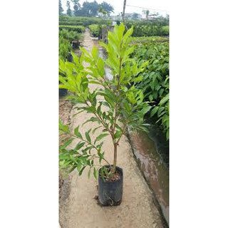 Cây lá vối nếp- cây giống cao 1m