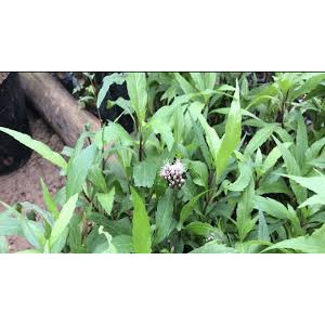Cây mần tưới- cây giống