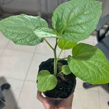 [Nhu_Mai_Garden]Cây tầm bóp- cây giống
