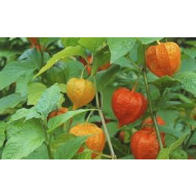 [Nhu_Mai_Garden]Cây tầm bóp- cây giống