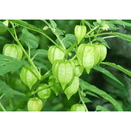 [Nhu_Mai_Garden]Cây tầm bóp- cây giống