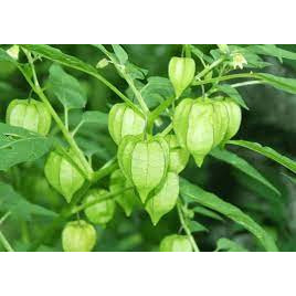 Cây tầm bóp- cây giống