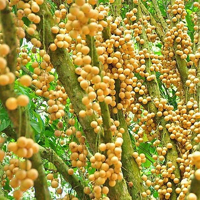 Cây giống bòn bon thái chuẩn, cây giống ăn quả, dâu da đất, cây trồng cảnh, cây ăn quả, trồng chậu hoặc trồng vườn được.