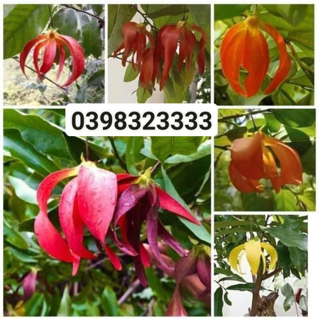Cây hoa dẻ thơm màu đỏ cam