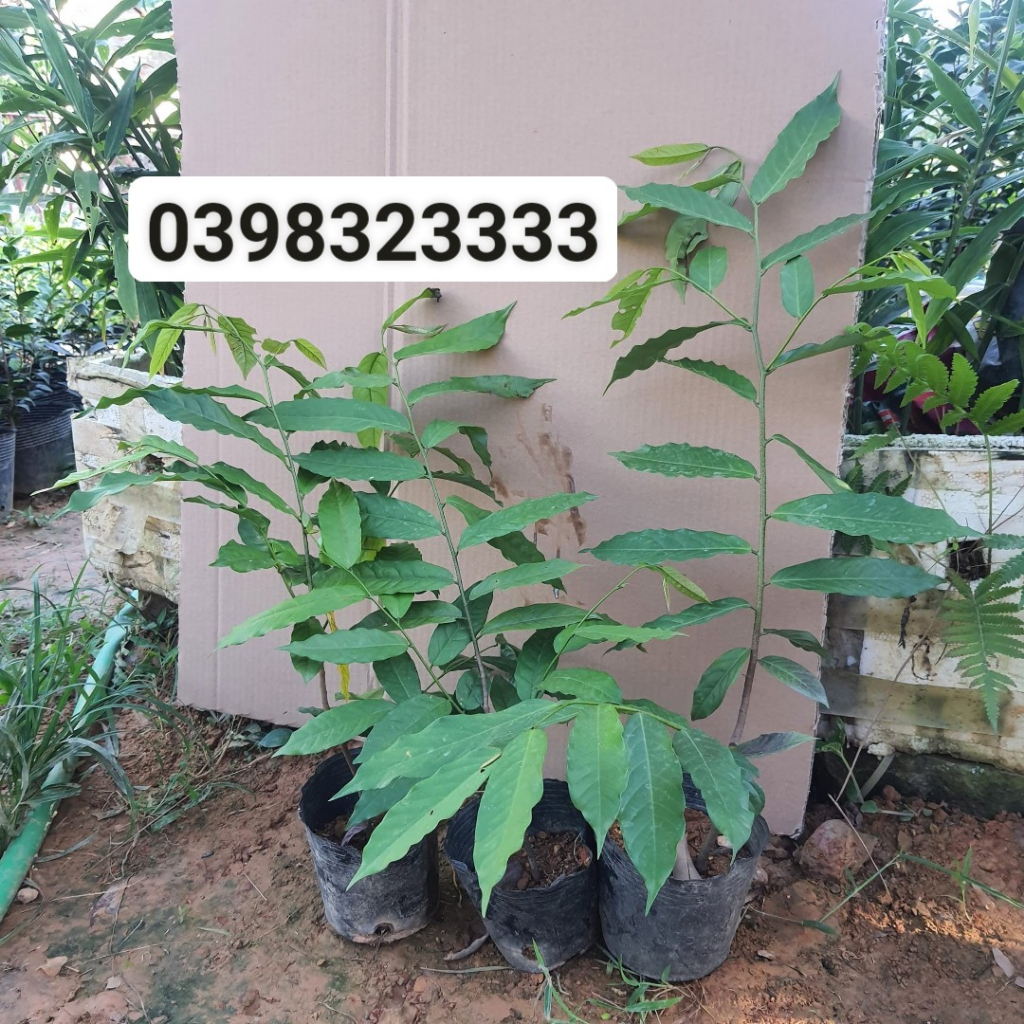 Cây hoa dẻ thơm màu đỏ cam