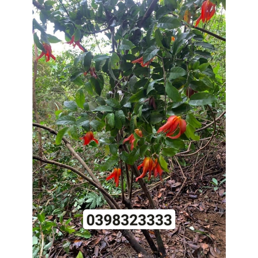 Cây hoa dẻ thơm màu đỏ cam