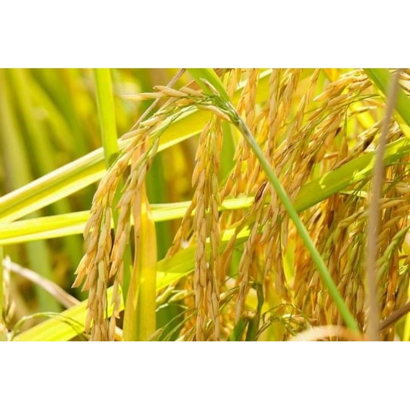 Gạo Thơm Thái Lan Thơm dẻo ngon cơm