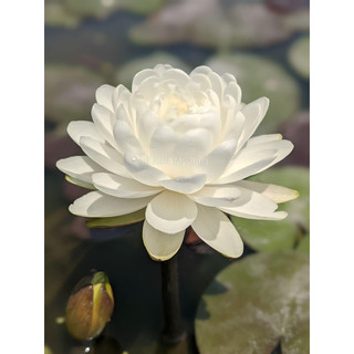 Hoa Súng Thái Lan Công Chúa Tuyết
