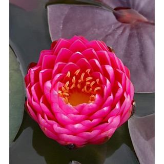 Hoa Súng Thái Lan Malikan ( Cây đang hoa )