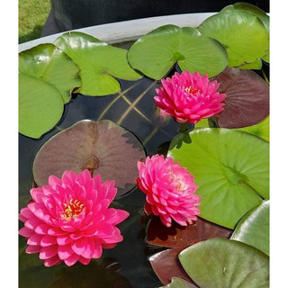 Hoa Súng Thái Lan Malikan ( Cây đang hoa )