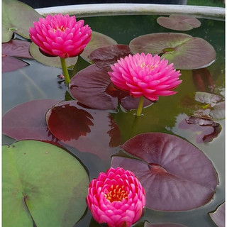 Hoa Súng Thái Lan Malikan ( Cây đang hoa )