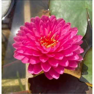 Hoa Súng Thái Lan Malikan ( Cây đang hoa )