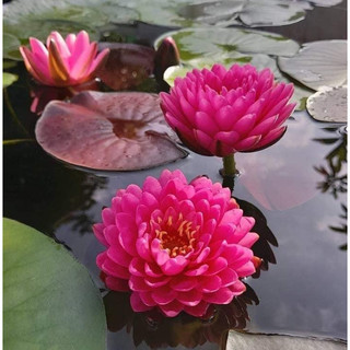 Hoa Súng Thái Lan Malikan ( Cây đang hoa )