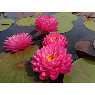 Hoa Súng Thái Lan Malikan ( Cây đang hoa )