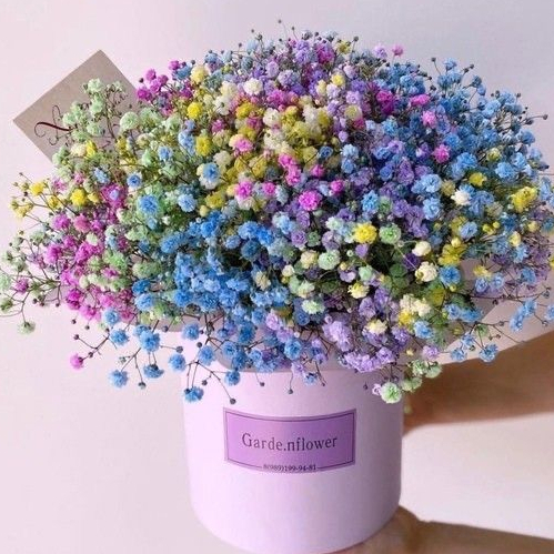 CÀNH HOA gypsophila làm handmade, chụp ảnh sáng tạo. BÓ HOA BABY decor bàn, tủ sang trọng