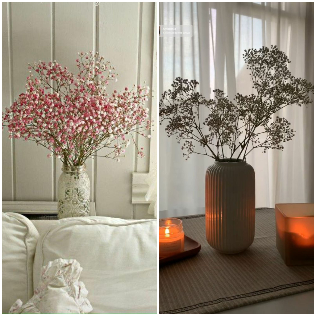 CÀNH HOA gypsophila làm handmade, chụp ảnh sáng tạo. BÓ HOA BABY decor bàn, tủ sang trọng