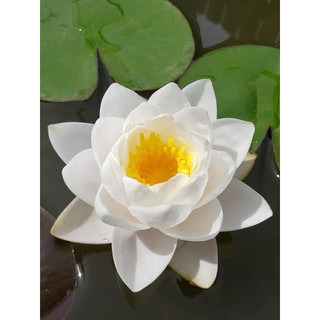 Hoa Súng Thái Lan Siam Jasmine