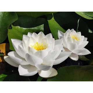 Hoa Súng Thái Lan Siam Jasmine ( Vườn gửi cây đang hoa )