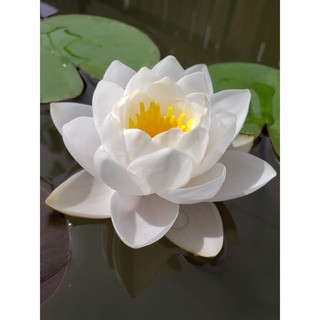 Hoa Súng Thái Lan Siam Jasmine ( Vườn gửi cây đang hoa )