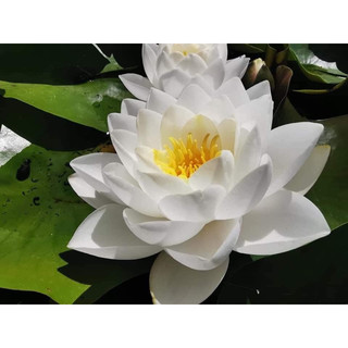 Hoa Súng Thái Lan Siam Jasmine ( Vườn gửi cây đang hoa )