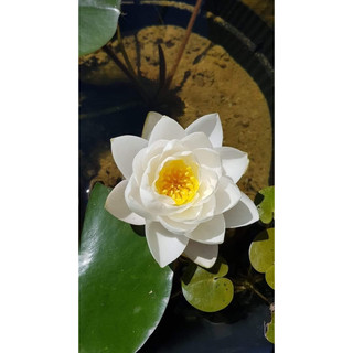 Hoa Súng Thái Lan Siam Jasmine ( Vườn gửi cây đang hoa )